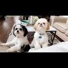 anntran_81